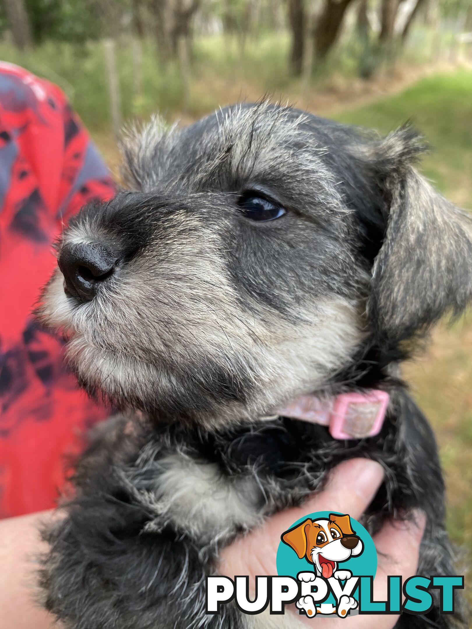 Miniature Schnauzer pure breed 2 girls available