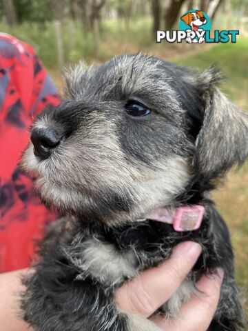 Miniature Schnauzer pure breed 2 girls available