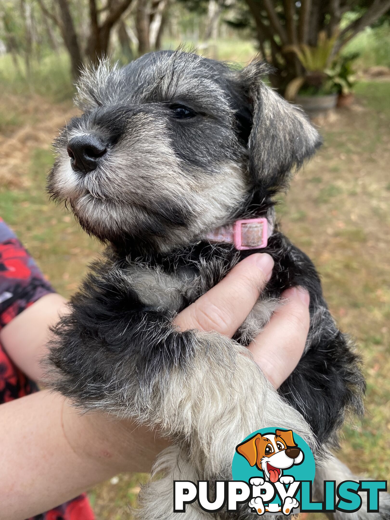 Miniature Schnauzer pure breed 2 girls available