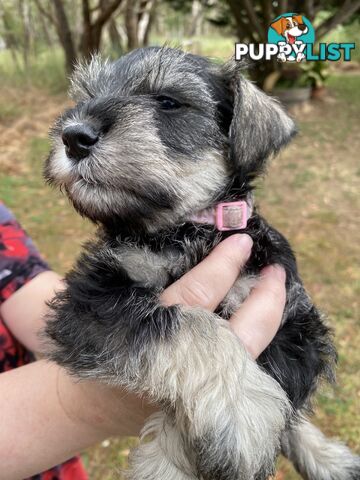 Miniature Schnauzer pure breed 2 girls available