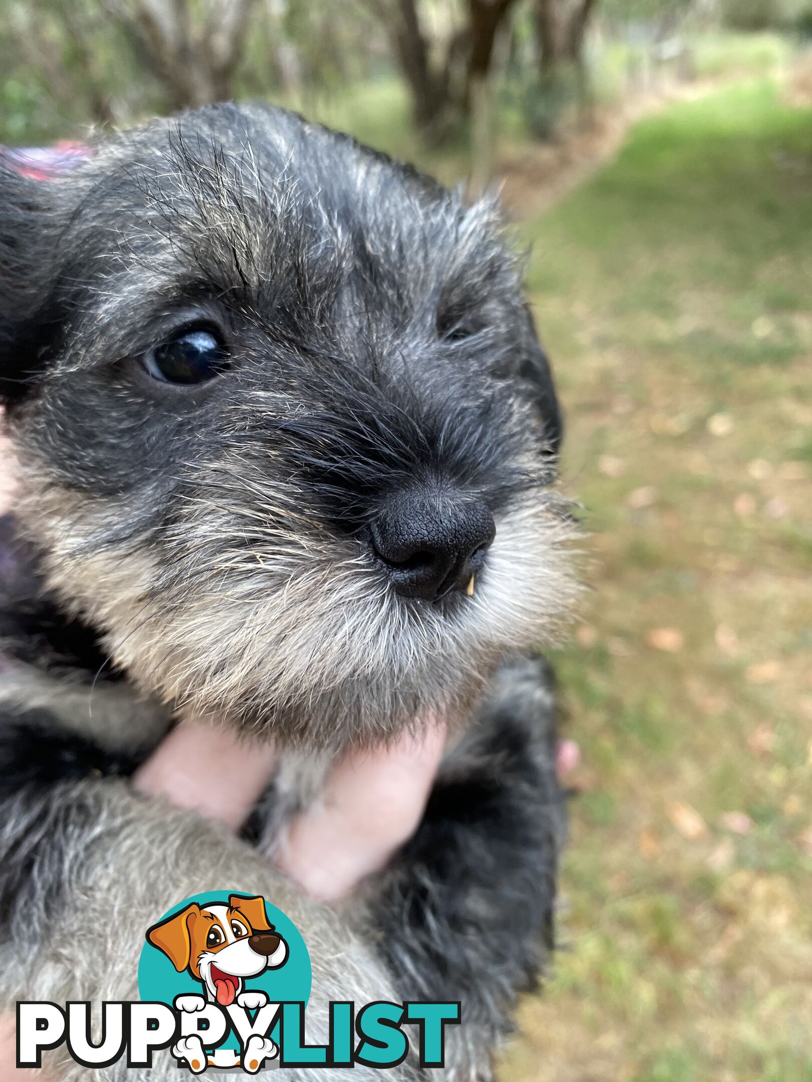 Miniature Schnauzer pure breed 2 girls available