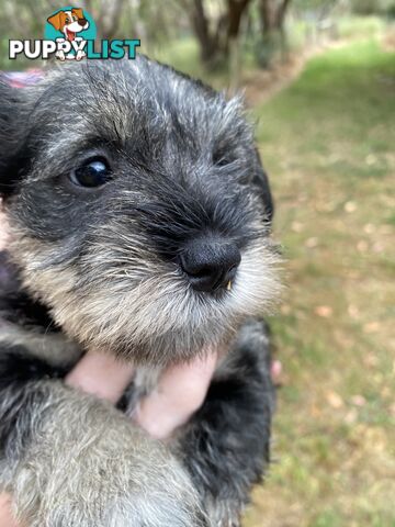 Miniature Schnauzer pure breed 2 girls available