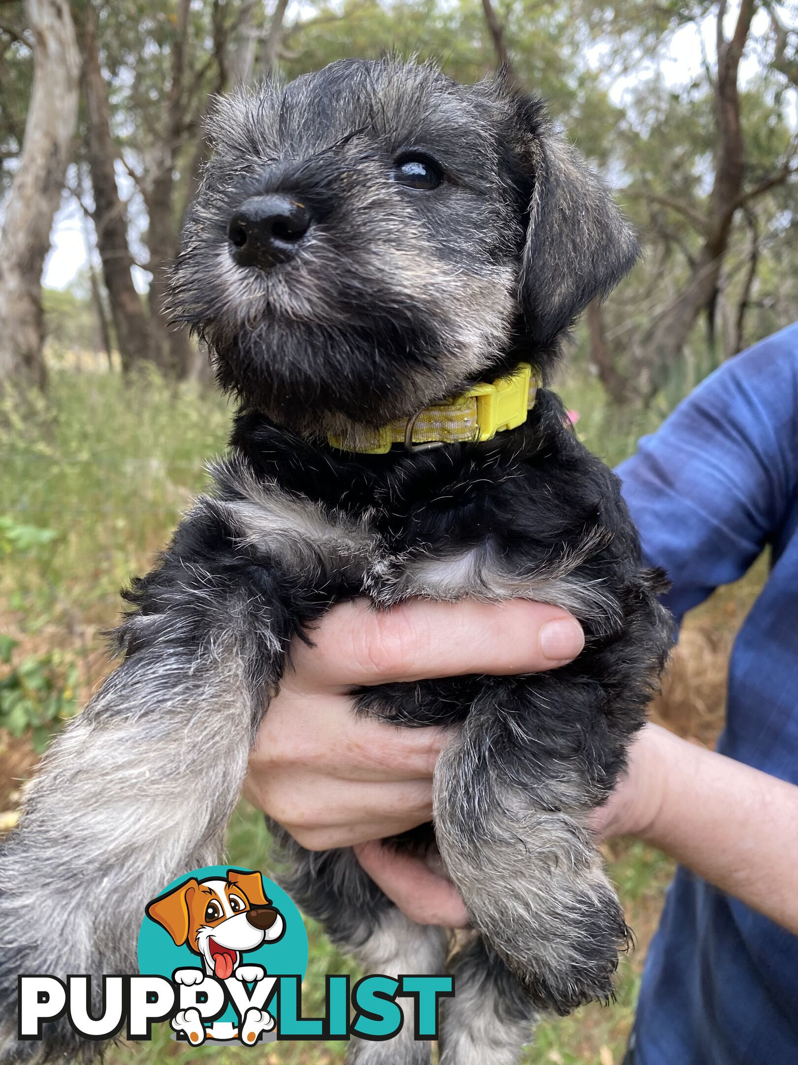 Miniature Schnauzer pure breed 2 girls available