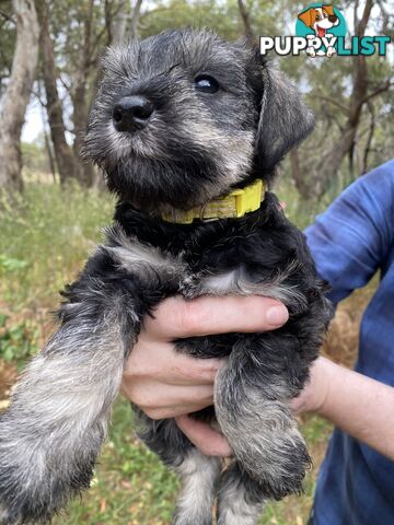 Miniature Schnauzer pure breed 2 girls available