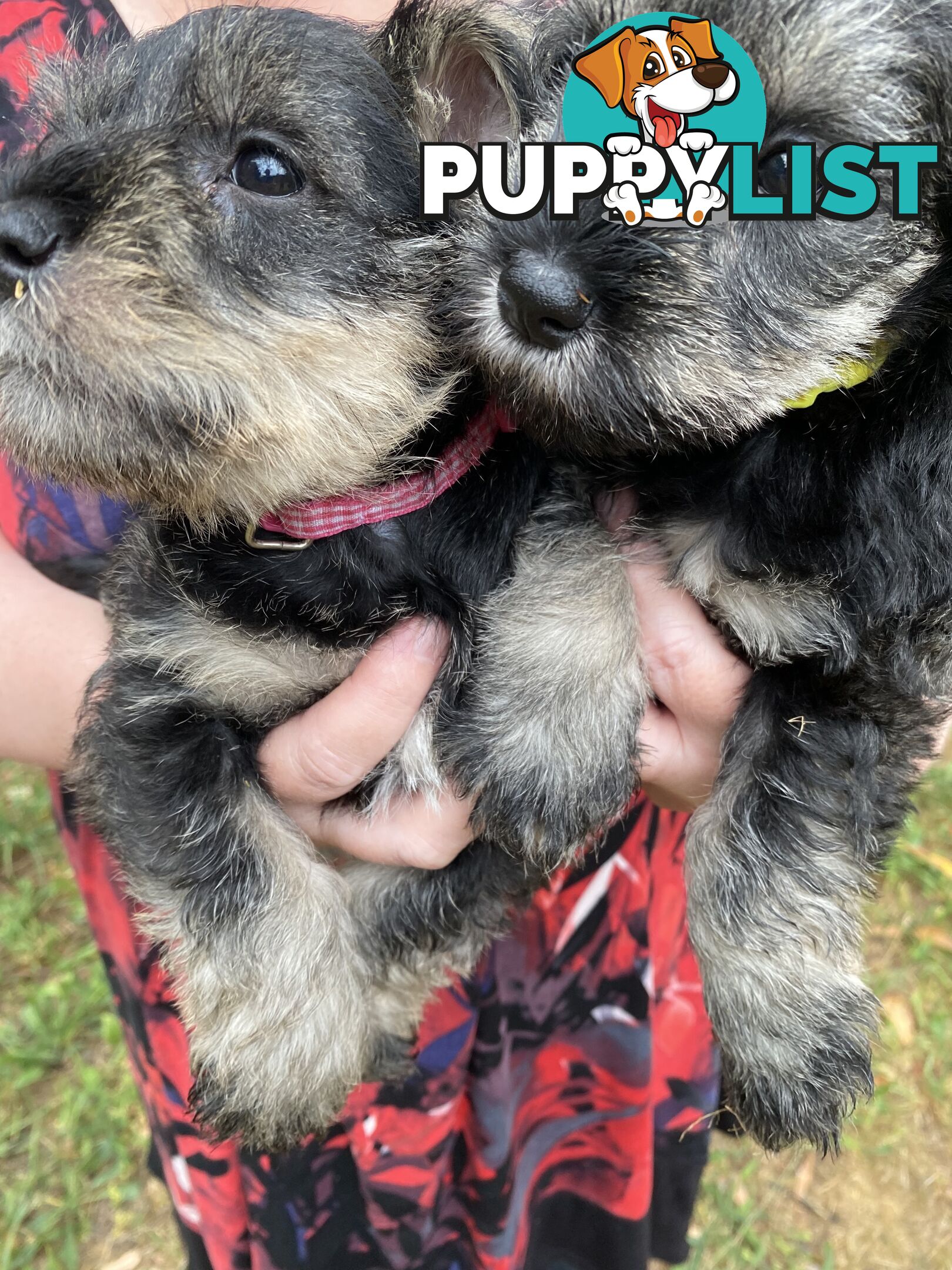 Miniature Schnauzer pure breed 2 girls available