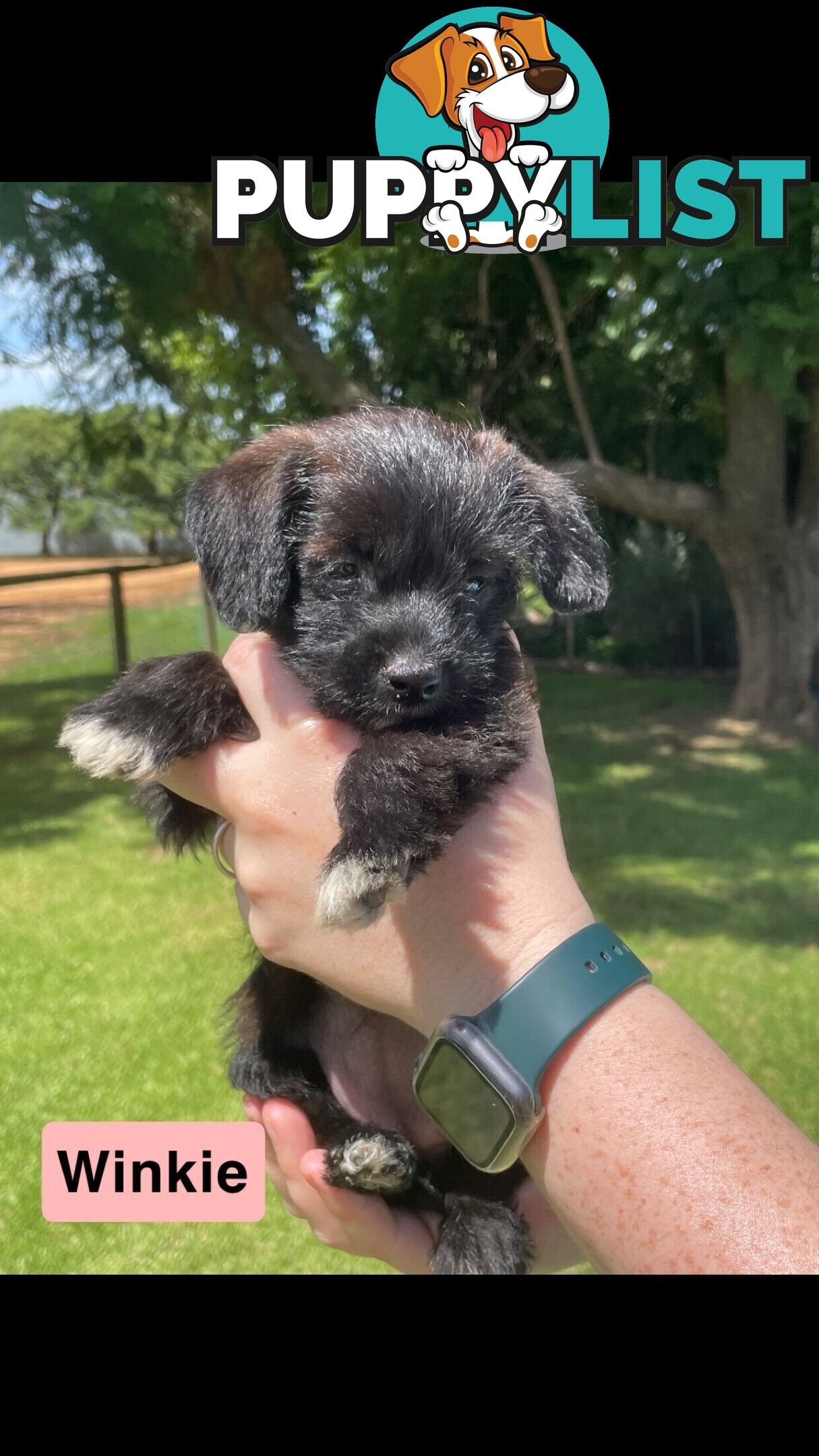 Jackapoo puppies (Jack Russell X Toy Poodle)