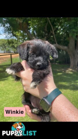 Jackapoo puppies (Jack Russell X Toy Poodle)