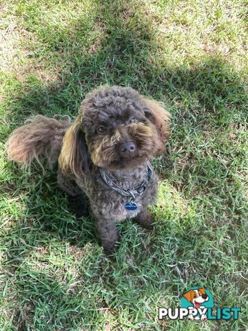 Jackapoo puppies (Jack Russell X Toy Poodle)