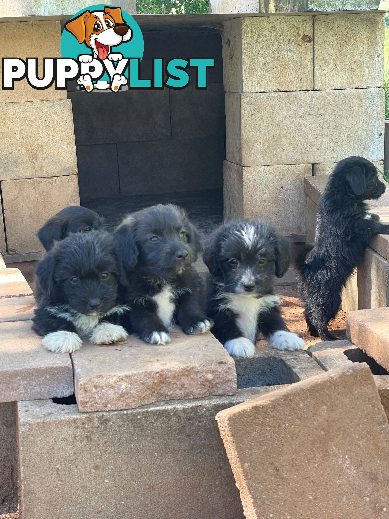 Jackapoo puppies (Jack Russell X Toy Poodle)