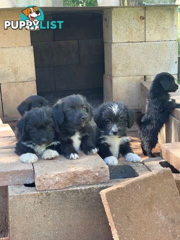 Jackapoo puppies (Jack Russell X Toy Poodle)