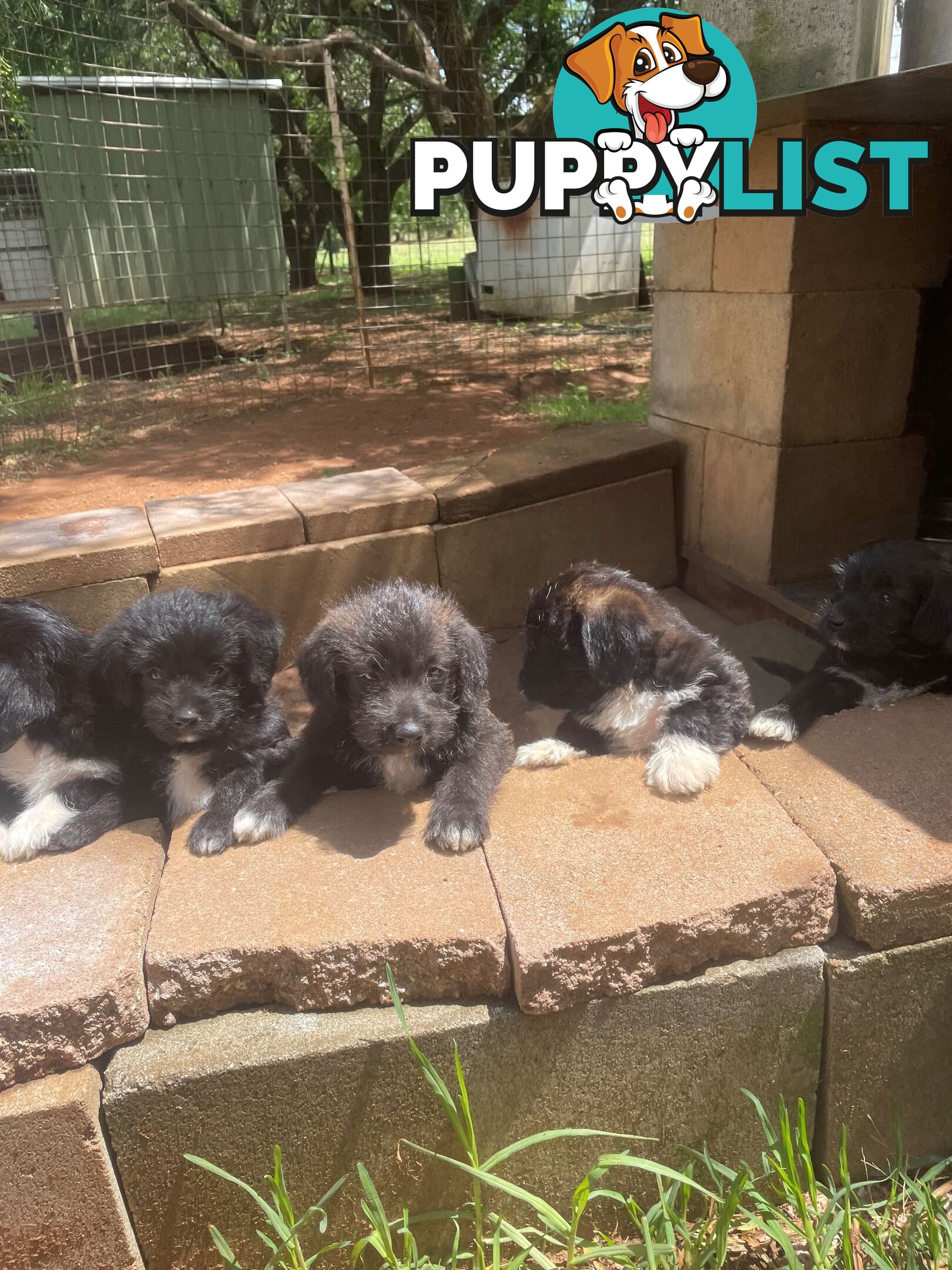 Jackapoo puppies (Jack Russell X Toy Poodle)