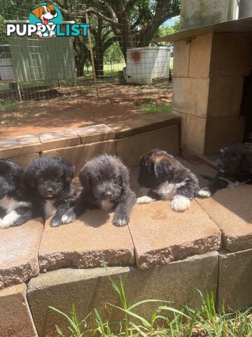 Jackapoo puppies (Jack Russell X Toy Poodle)