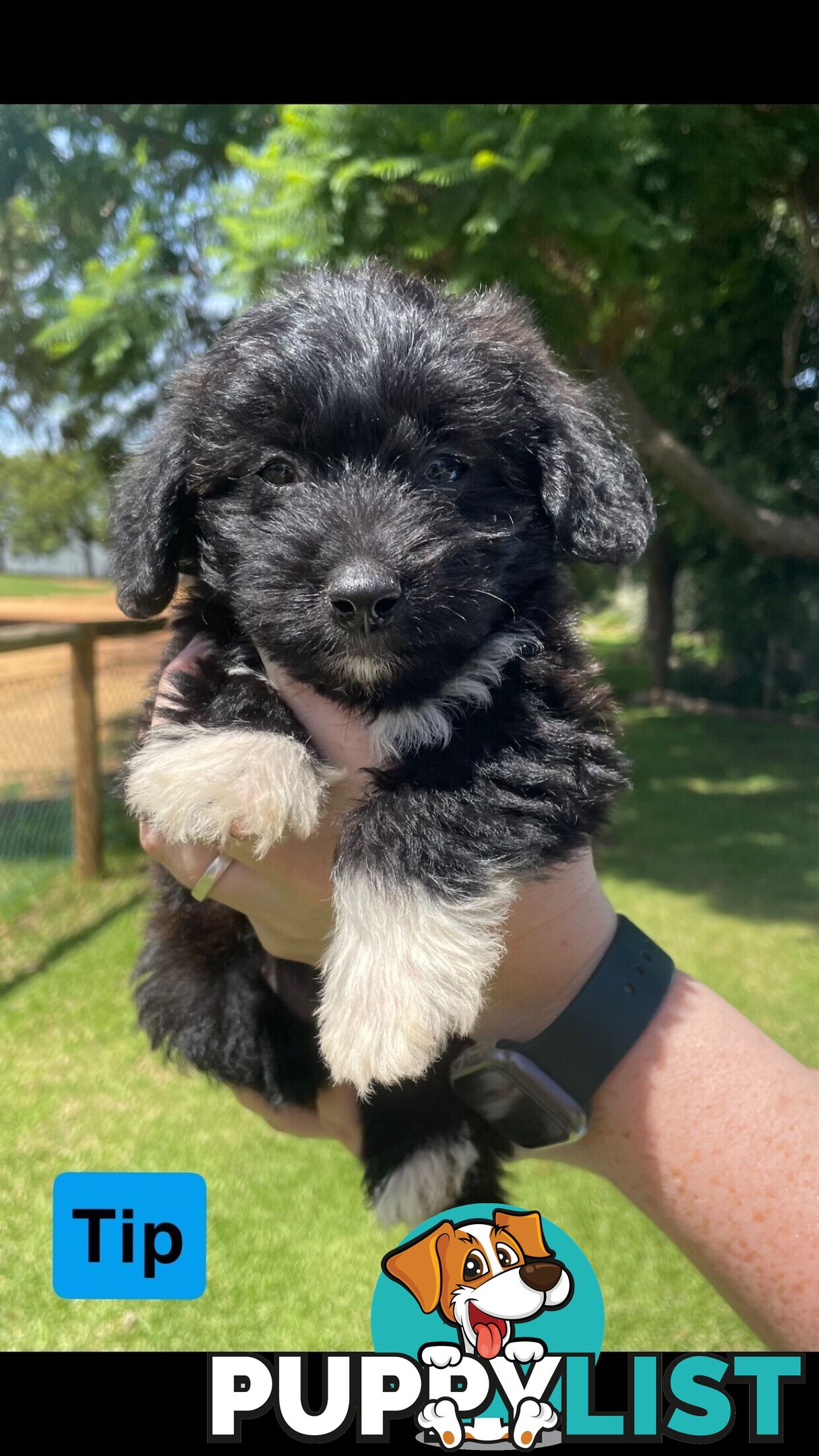 Jackapoo puppies (Jack Russell X Toy Poodle)