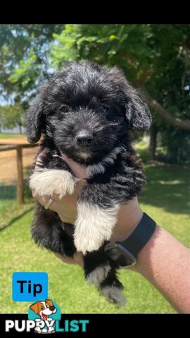 Jackapoo puppies (Jack Russell X Toy Poodle)