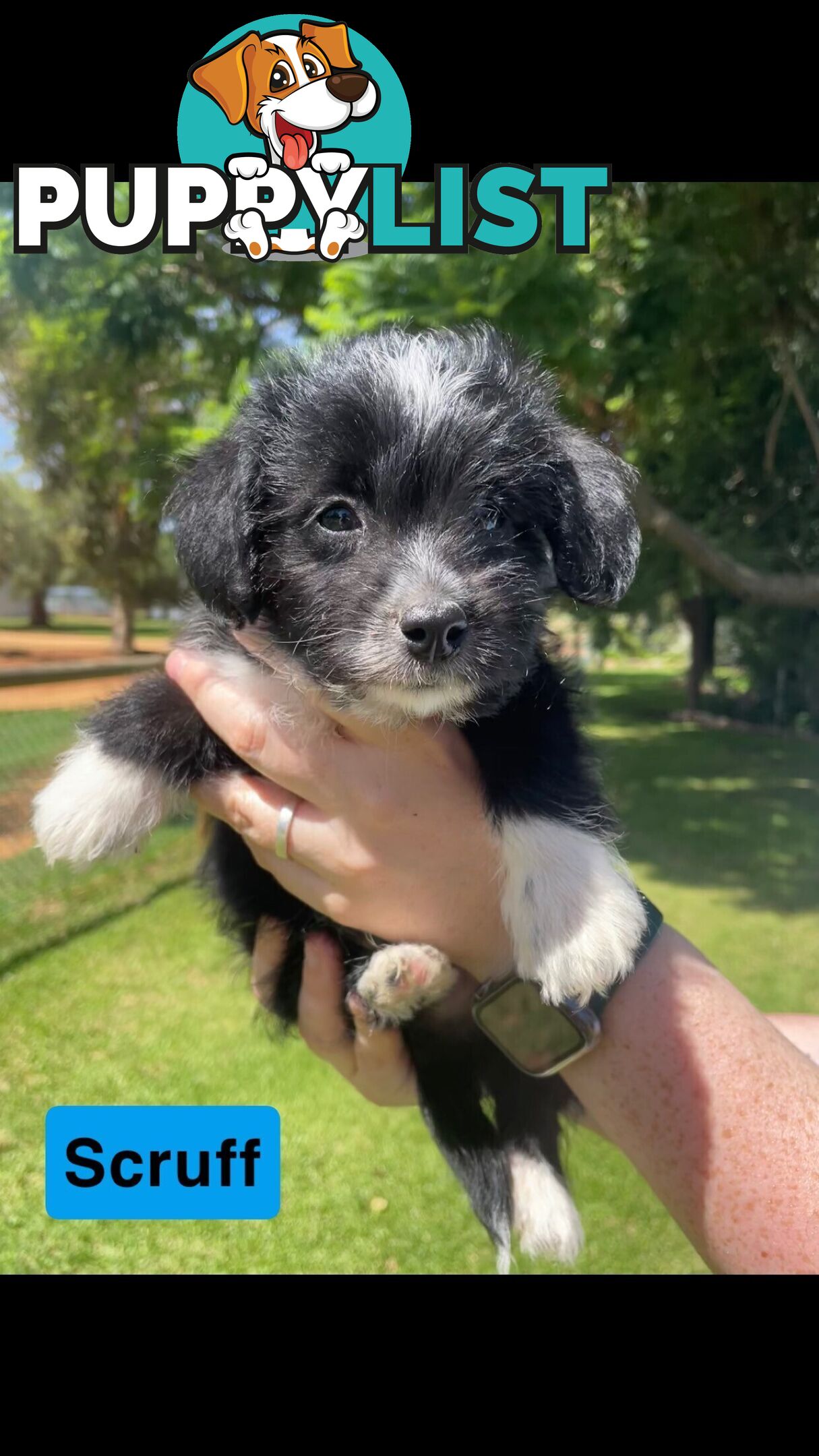 Jackapoo puppies (Jack Russell X Toy Poodle)