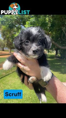 Jackapoo puppies (Jack Russell X Toy Poodle)