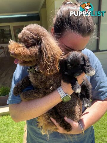 Jackapoo puppies (Jack Russell X Toy Poodle)