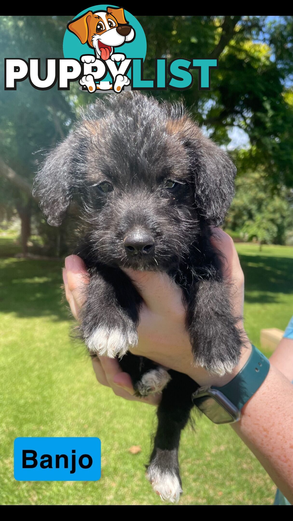 Jackapoo puppies (Jack Russell X Toy Poodle)