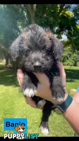 Jackapoo puppies (Jack Russell X Toy Poodle)