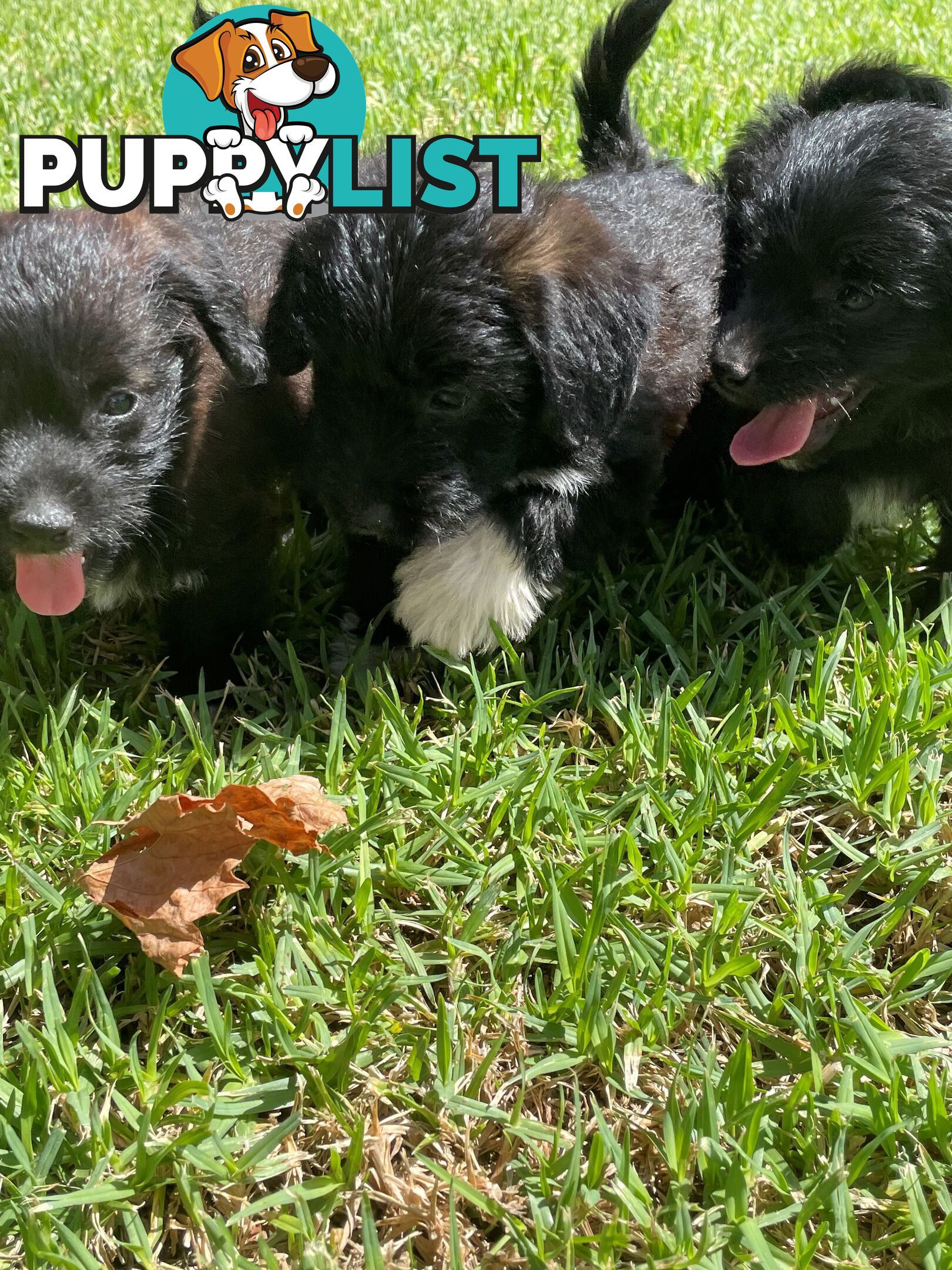 Jackapoo puppies (Jack Russell X Toy Poodle)