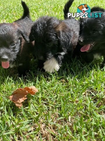 Jackapoo puppies (Jack Russell X Toy Poodle)