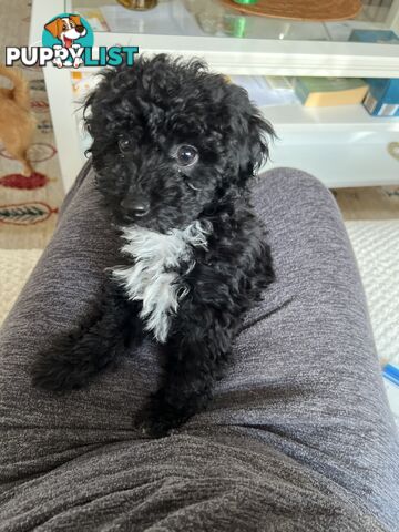 Toy Poodle