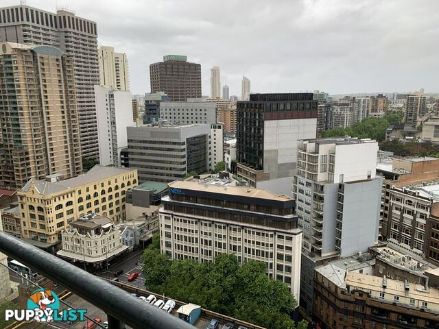 Apartment 356/303 Castlereagh Street SYDNEY NSW 2000