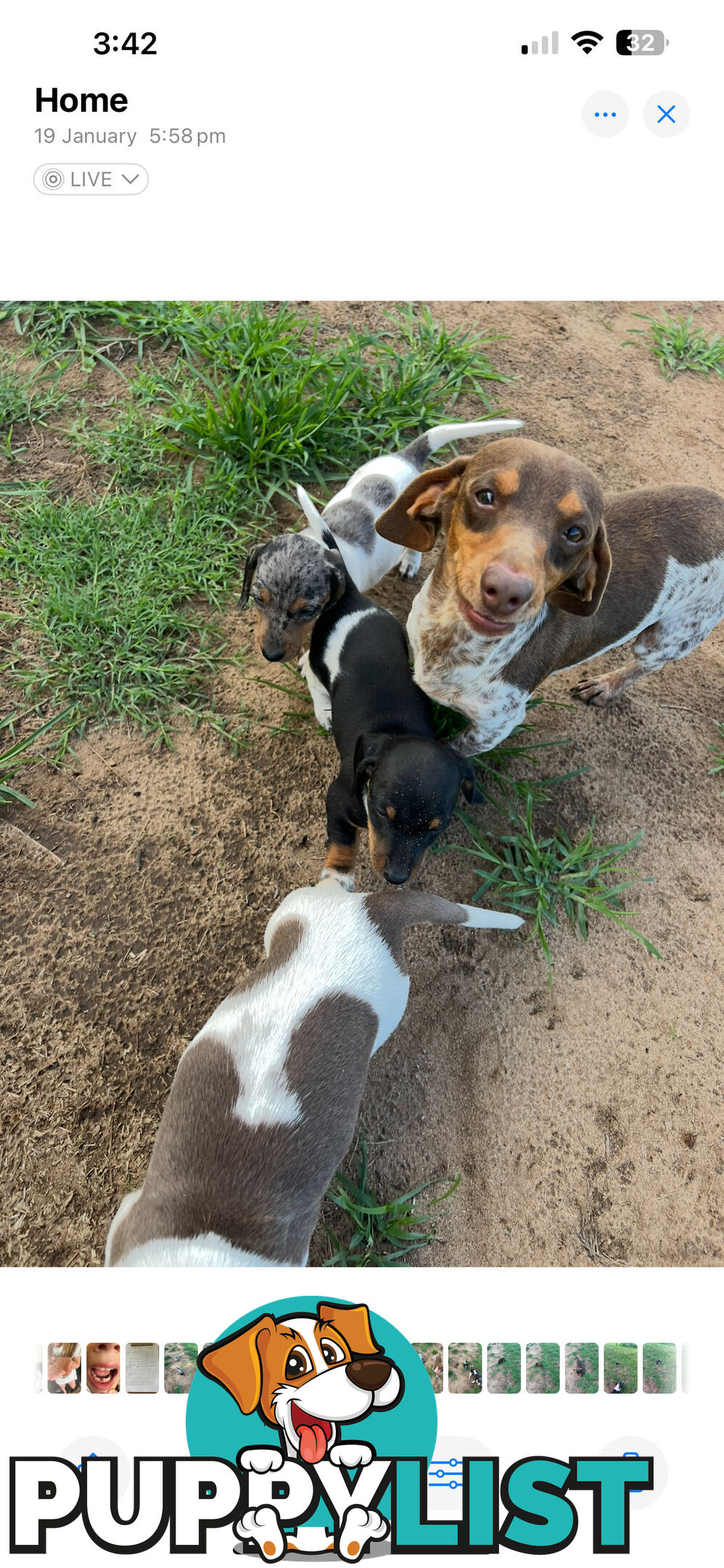 Mini dachshund’s- various colours