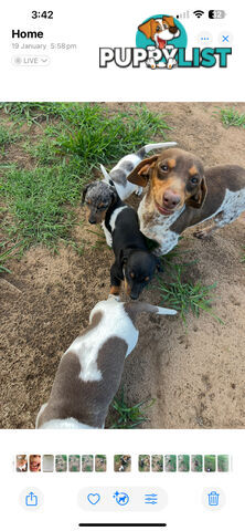 Mini dachshund’s- various colours