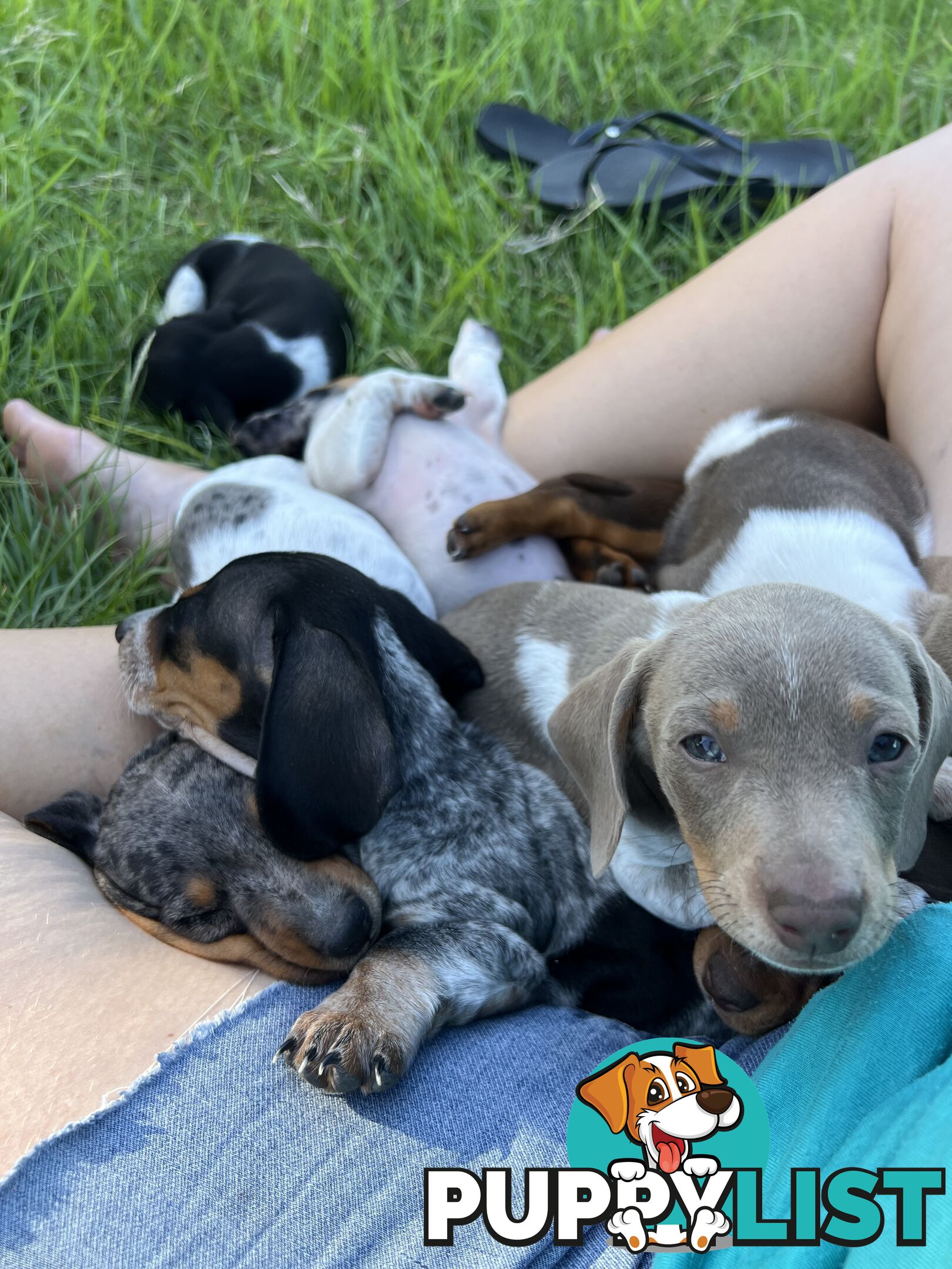 Mini dachshund’s- various colours