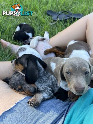 Mini dachshund’s- various colours