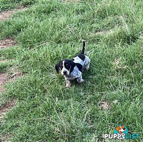 Mini dachshund’s- various colours