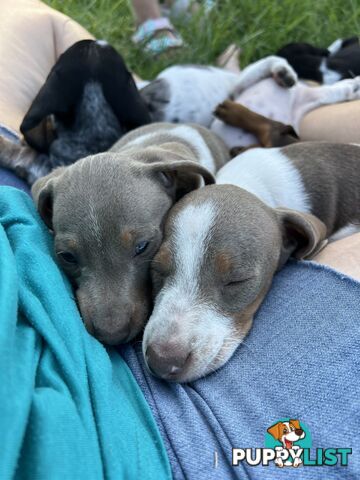 Mini dachshund’s- various colours