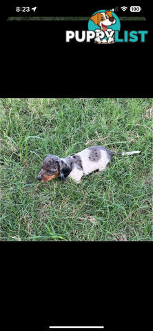 Mini dachshund’s- various colours