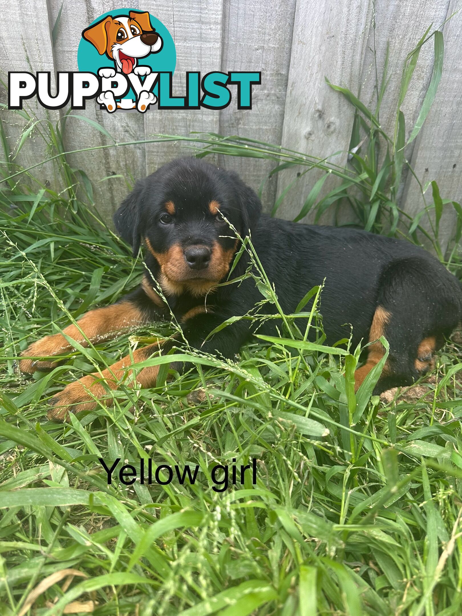 Purebred Rottweiler puppies