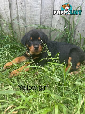 Purebred Rottweiler puppies