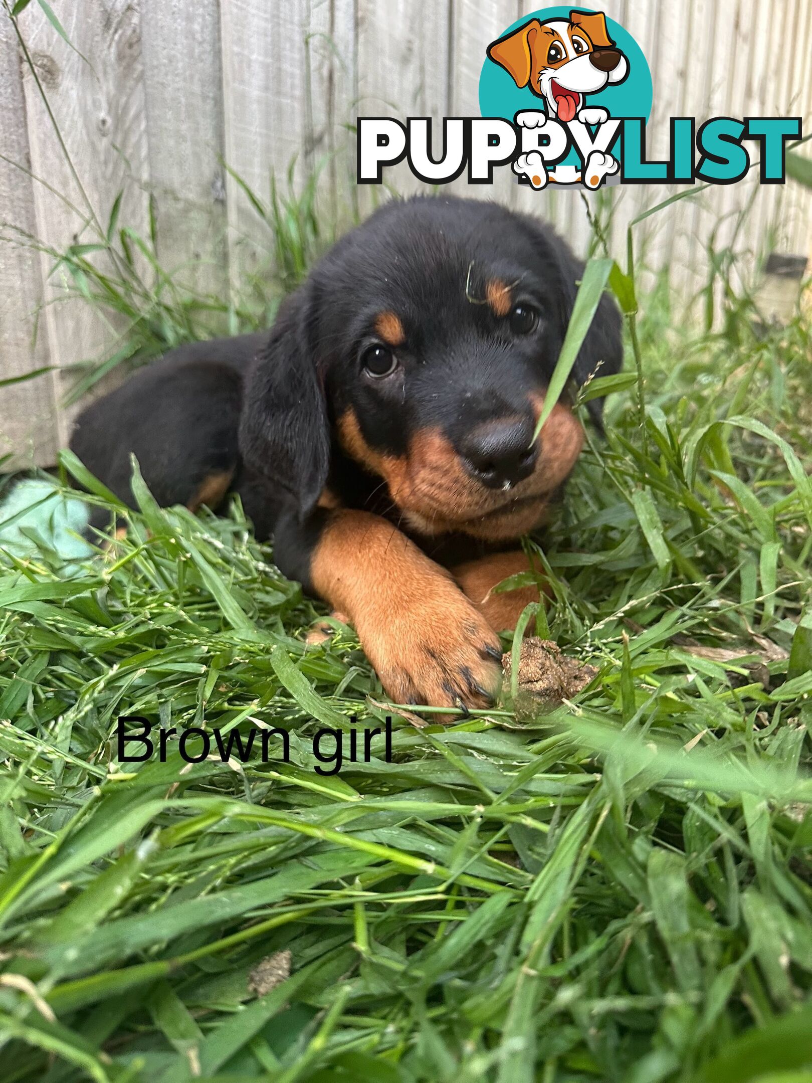 Purebred Rottweiler puppies