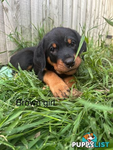 Purebred Rottweiler puppies