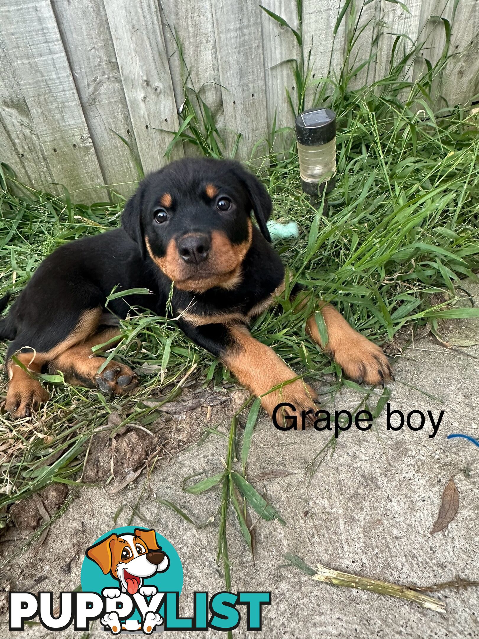 Purebred Rottweiler puppies