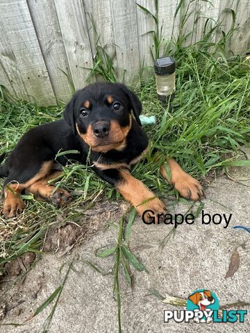 Purebred Rottweiler puppies