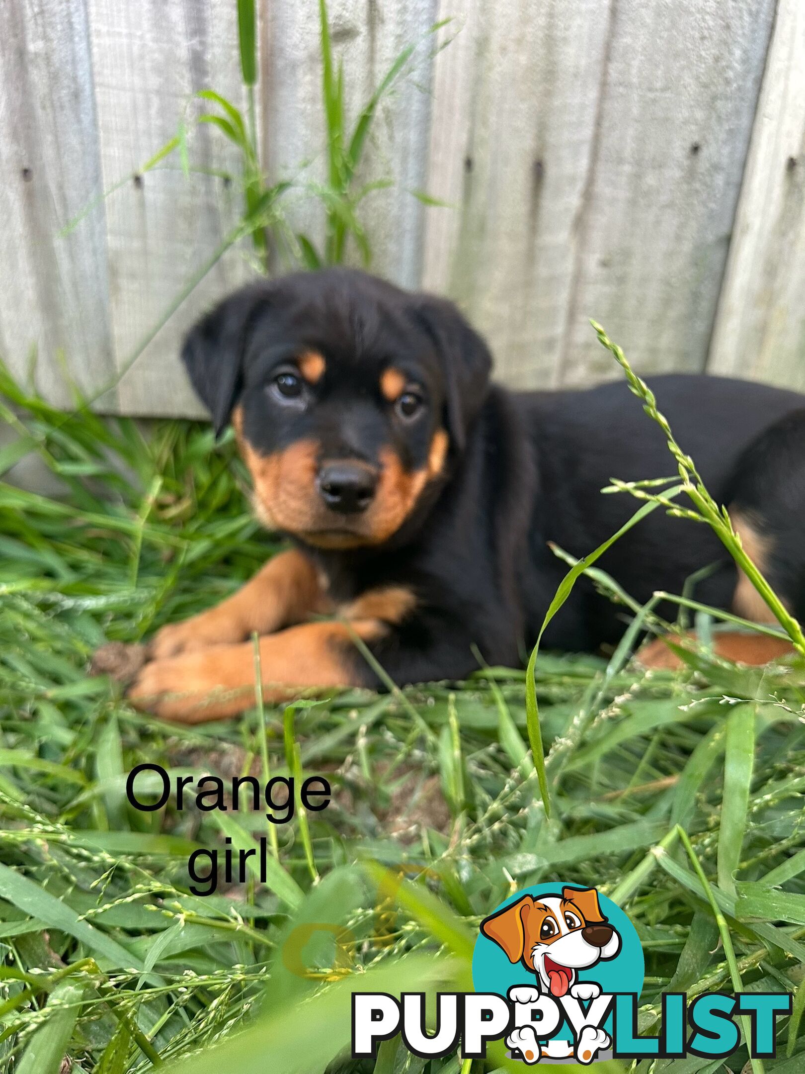 Purebred Rottweiler puppies