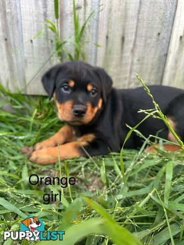 Purebred Rottweiler puppies