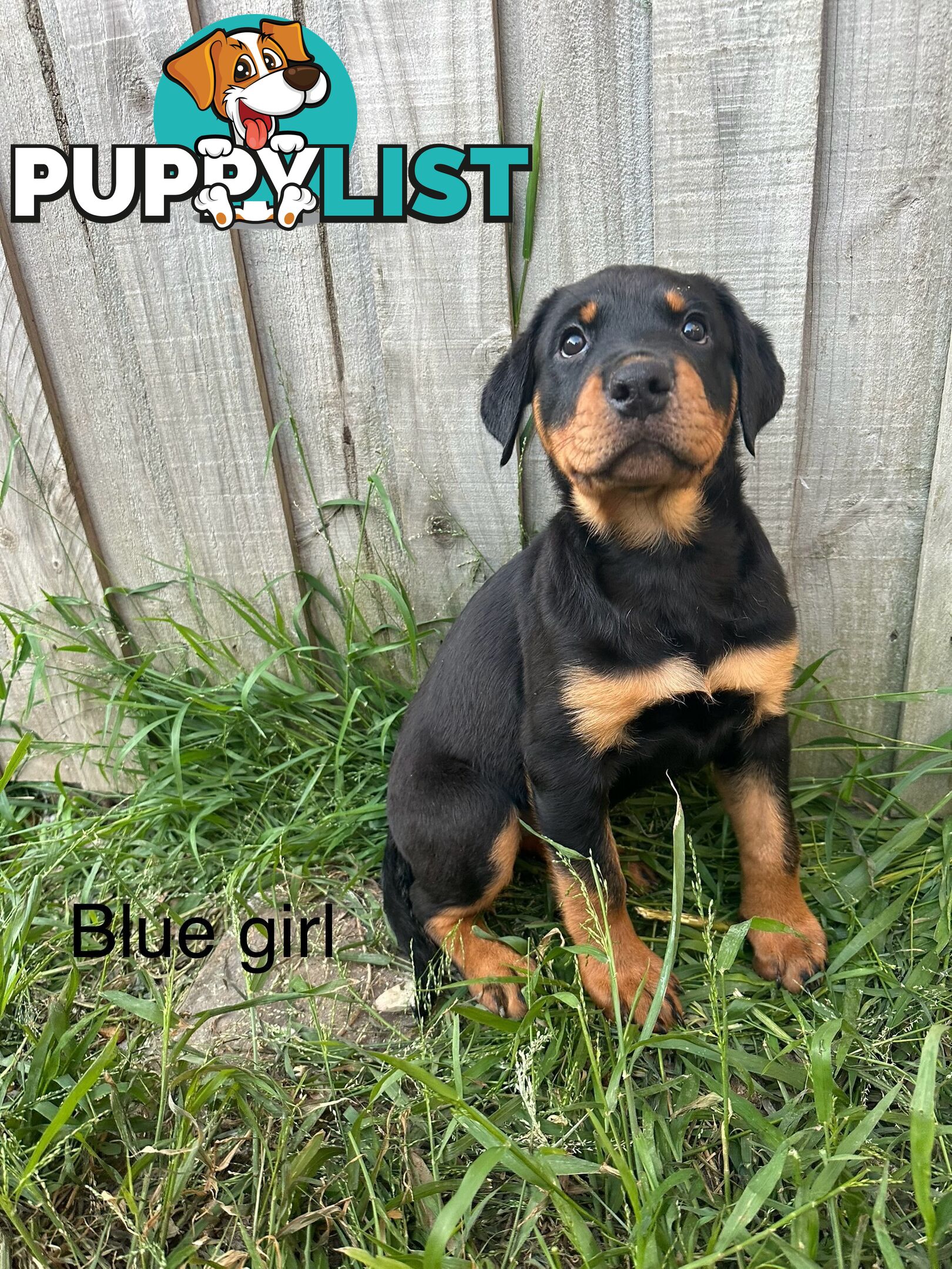 Purebred Rottweiler puppies