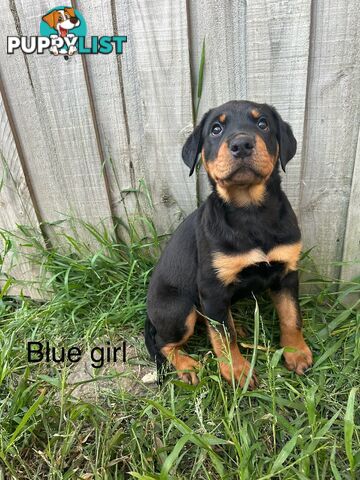 Purebred Rottweiler puppies