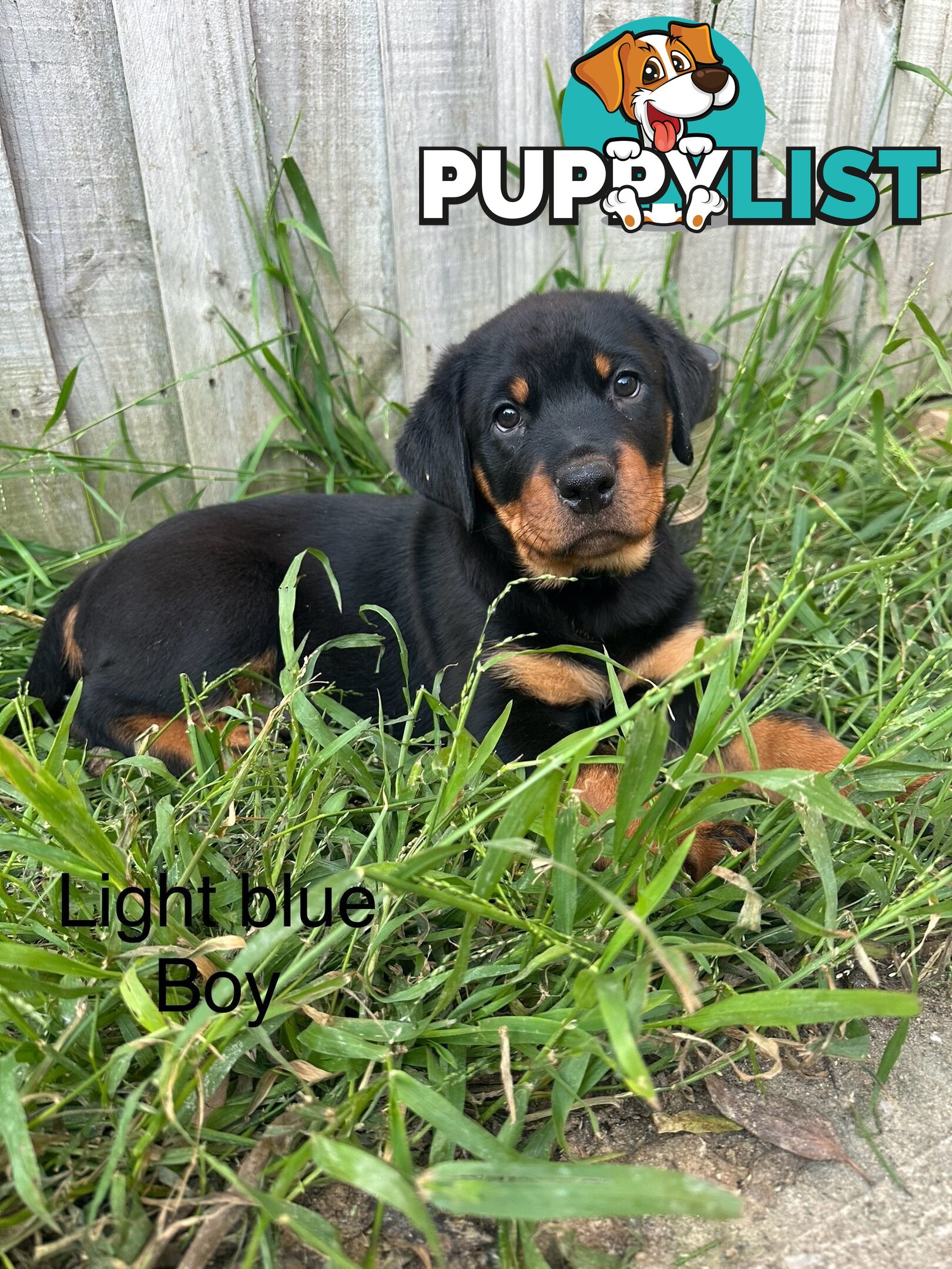 Purebred Rottweiler puppies