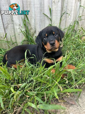 Purebred Rottweiler puppies