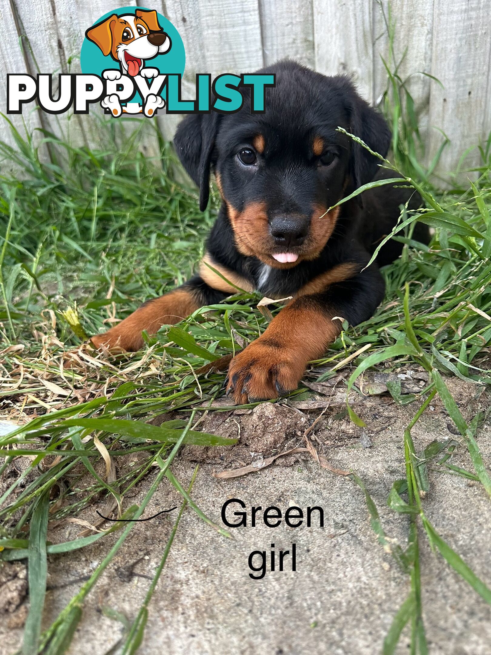 Purebred Rottweiler puppies