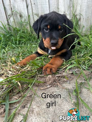 Purebred Rottweiler puppies