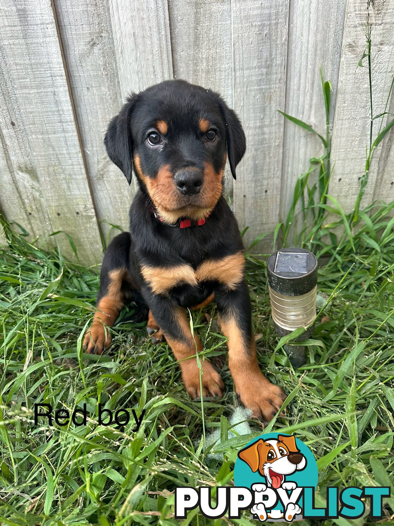 Purebred Rottweiler puppies