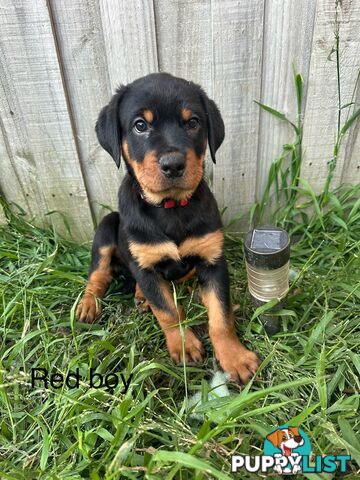 Purebred Rottweiler puppies